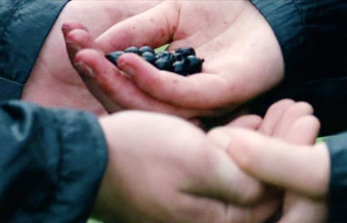 You haven’t eaten all day, and you come across a patch of berries you’ve never seen before. What do you do?